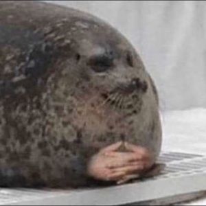 Meet your Posher, Saul